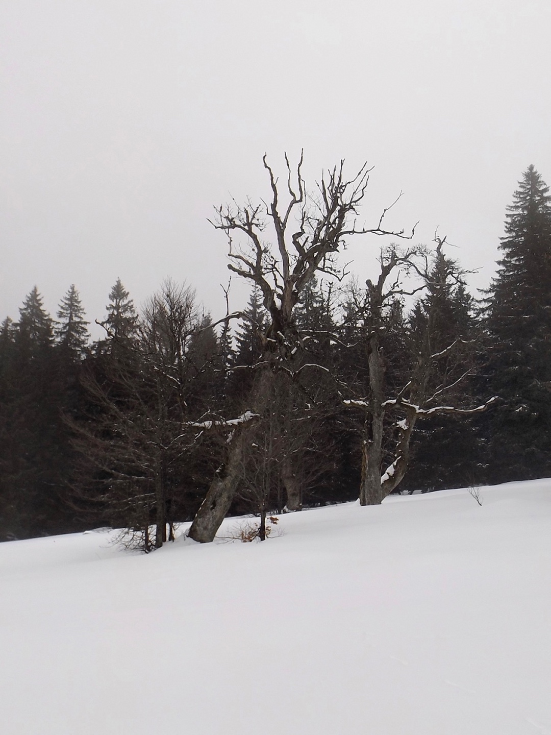 Die Bäume am oberen Ende des Ruckowitzschachtens sind auch im Winter extrem urig
