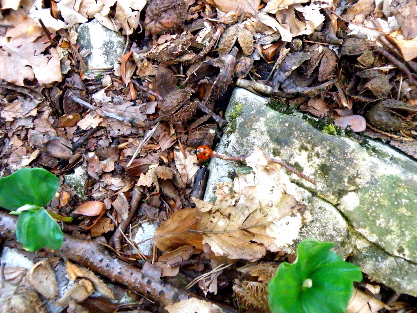 Ladybird, zu deutsch Marienkäfer