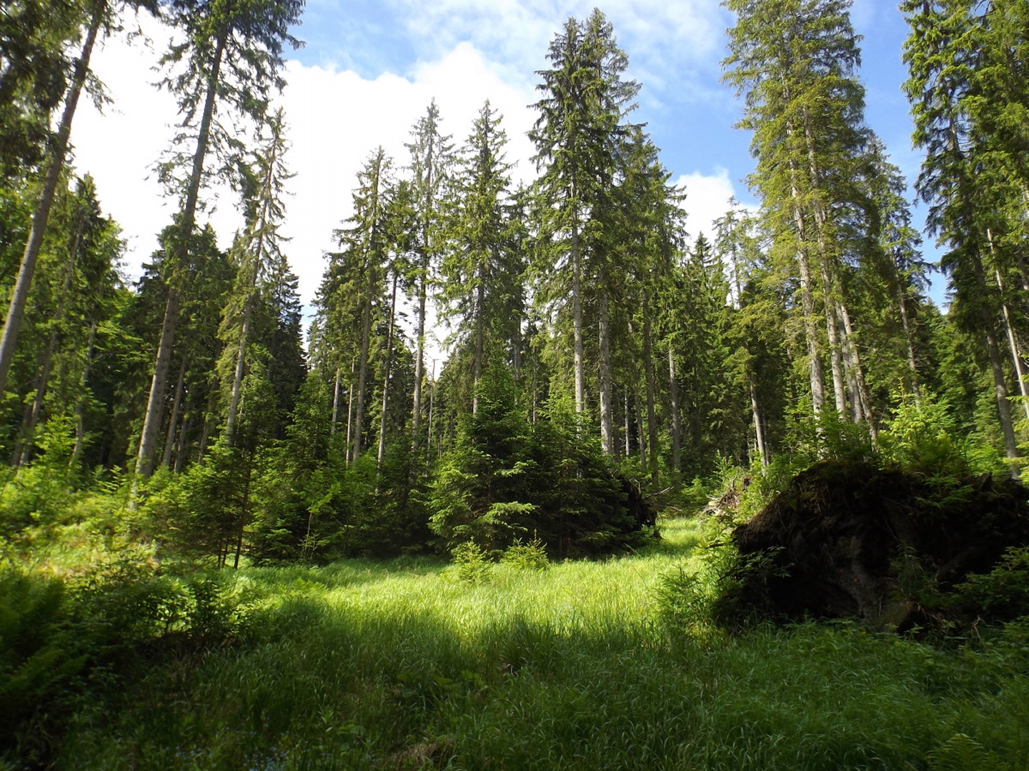Natürliche Waldverjüngung geht auch ohne Borkenkäfer und Kyrill