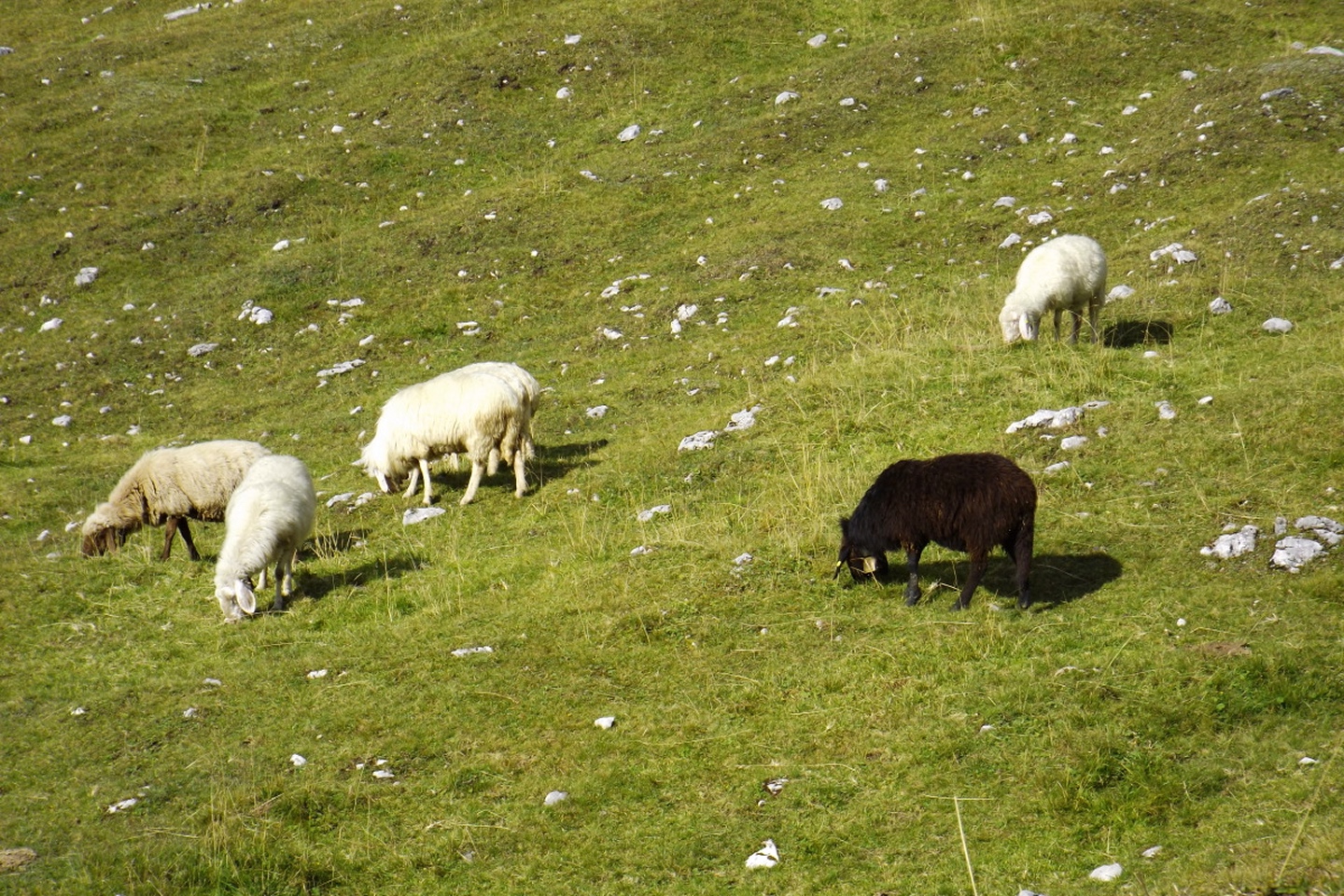Ein schwarzes Schaf in der Herde