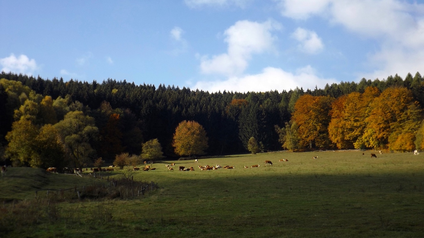 Glückliche Kühe dürfen Ende Oktober noch auf die Weide