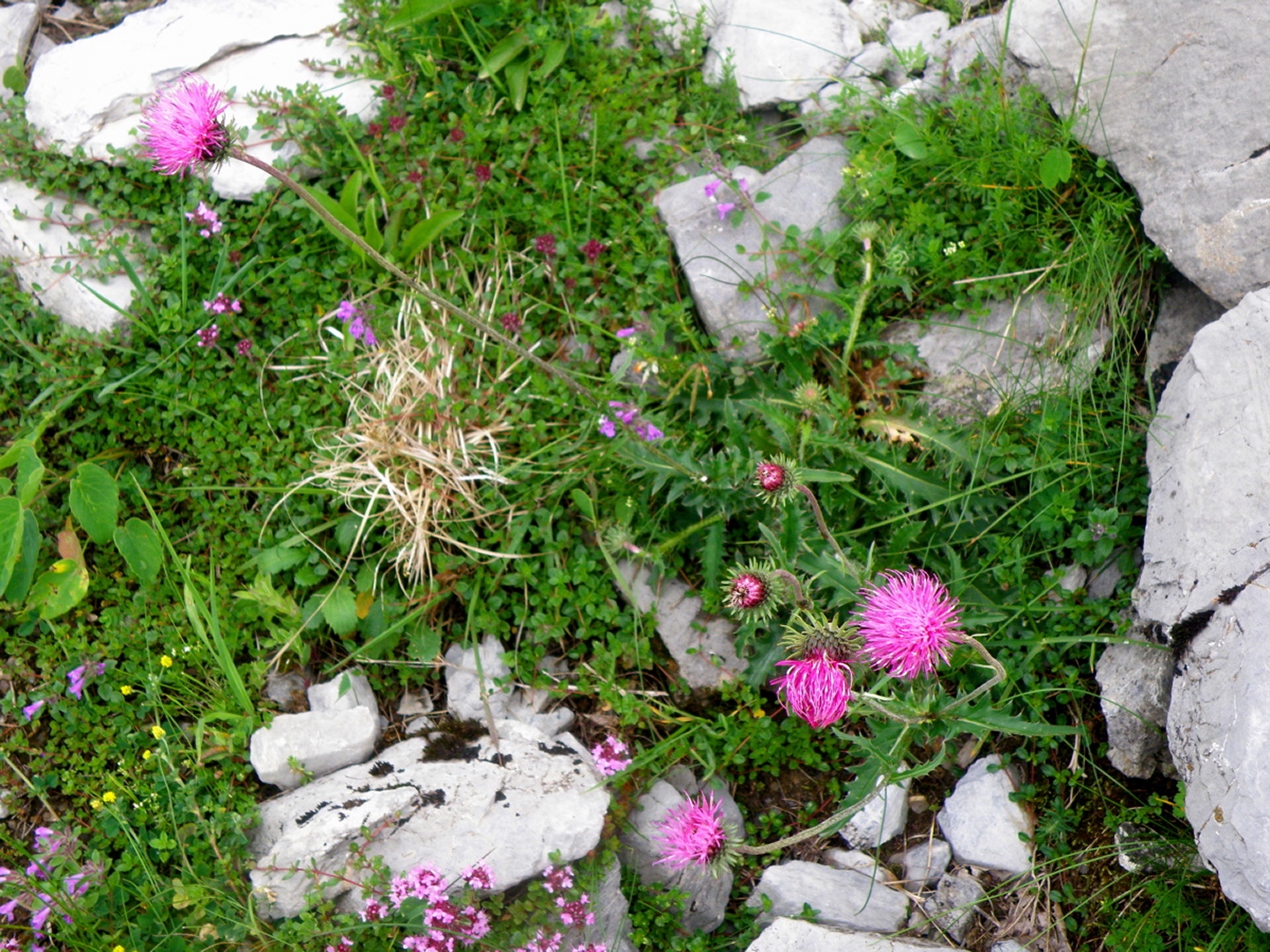 Die Distel ist nicht nur schottische Nationalpflanze, sondern auch in Glarus beheimatet