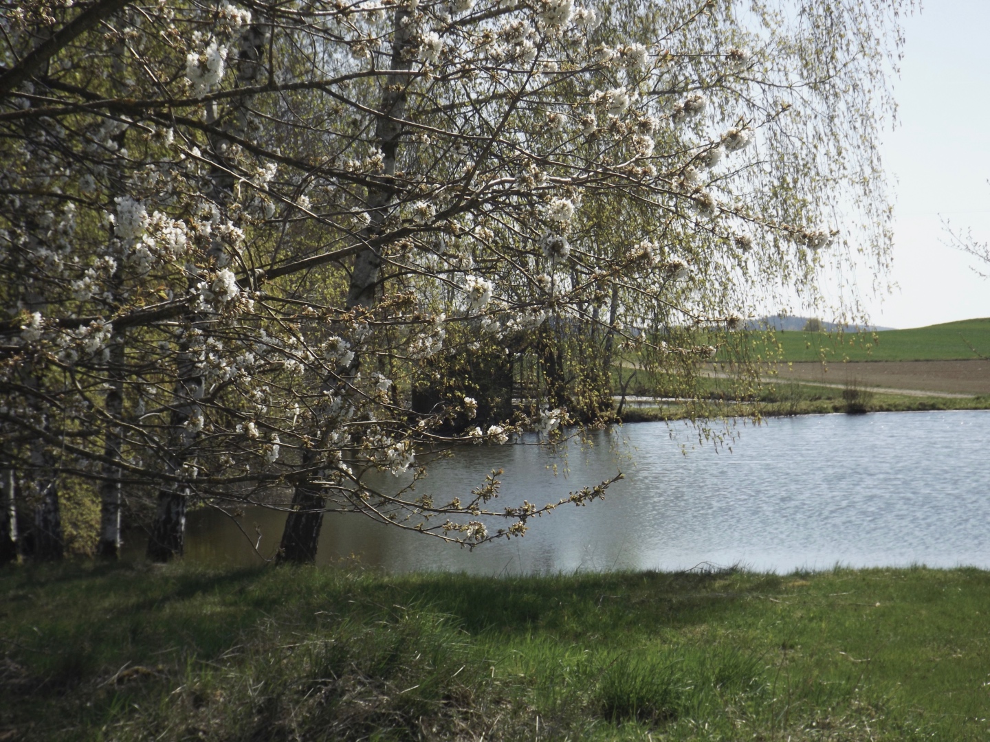 Blüten am Teich