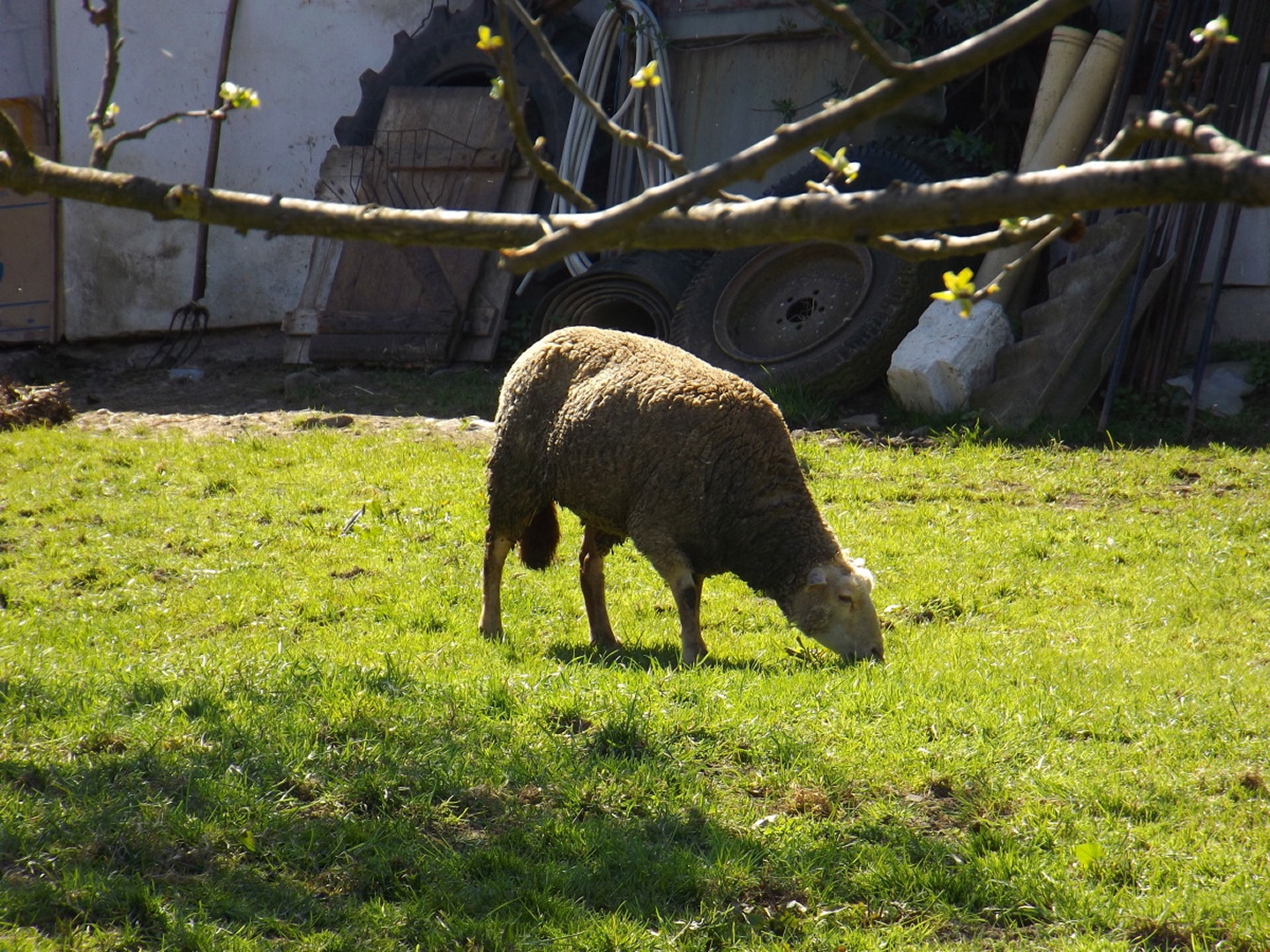 Glückliches Schaf