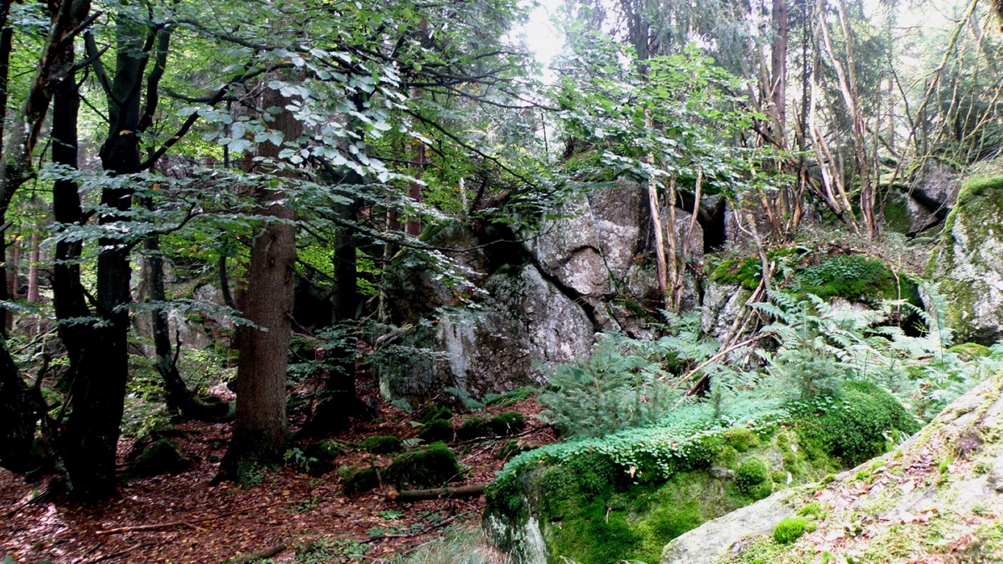 Diese Felsengruppe ist relativ unscheinbar und versteckt sich gut im Wald
