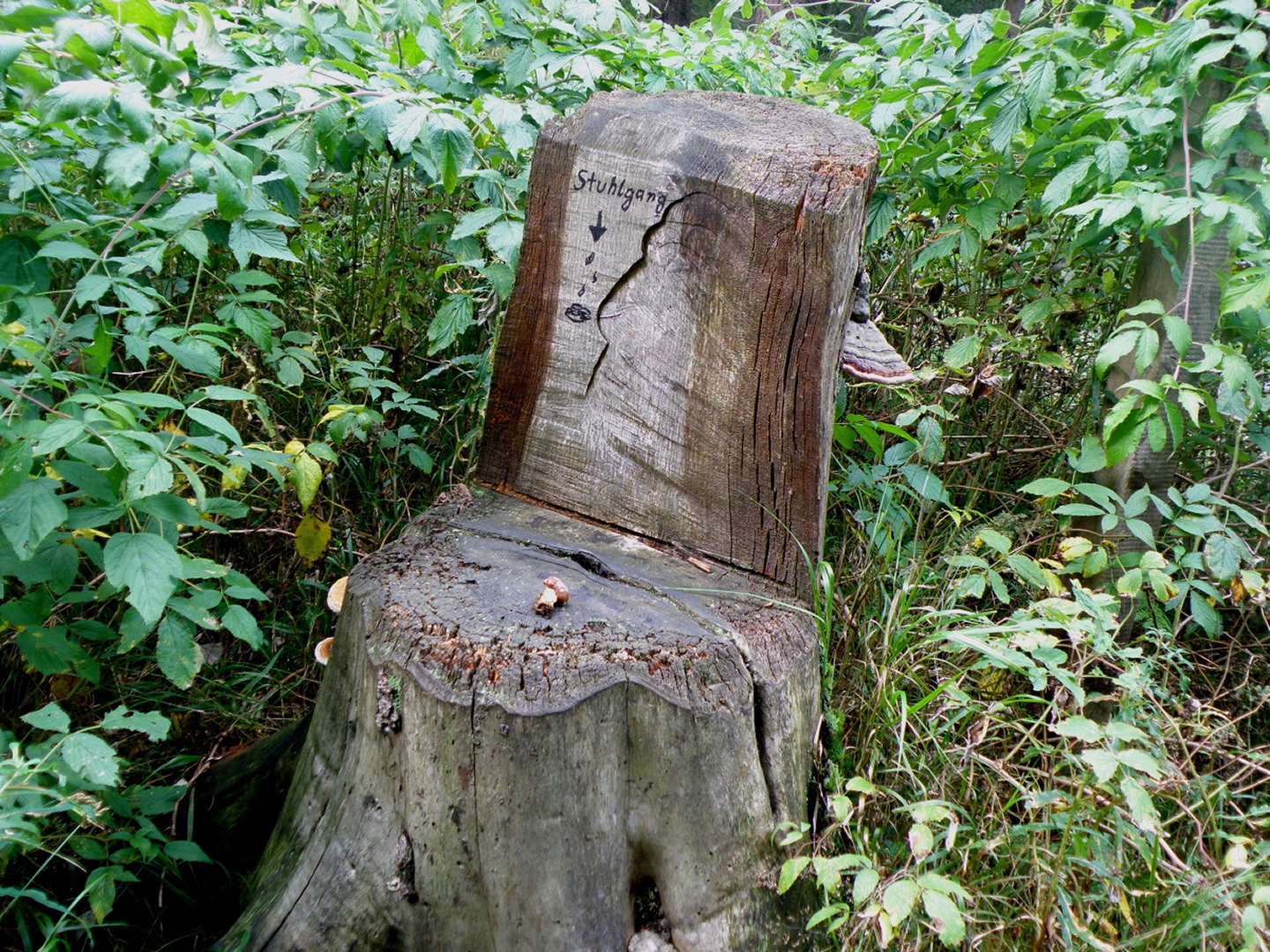 Ob der Pilz auf der „Sitzfläche“ ein Produkt der Inschrift ist?