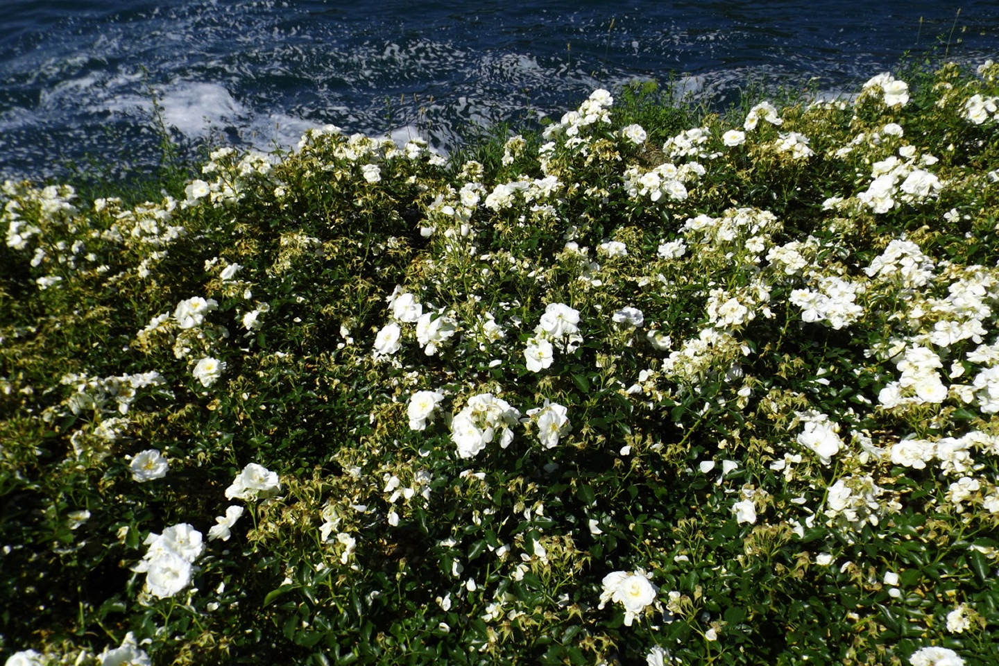Weiße Rosen in - nein, nicht Athen, sondern Neuhausen am Rheinfall