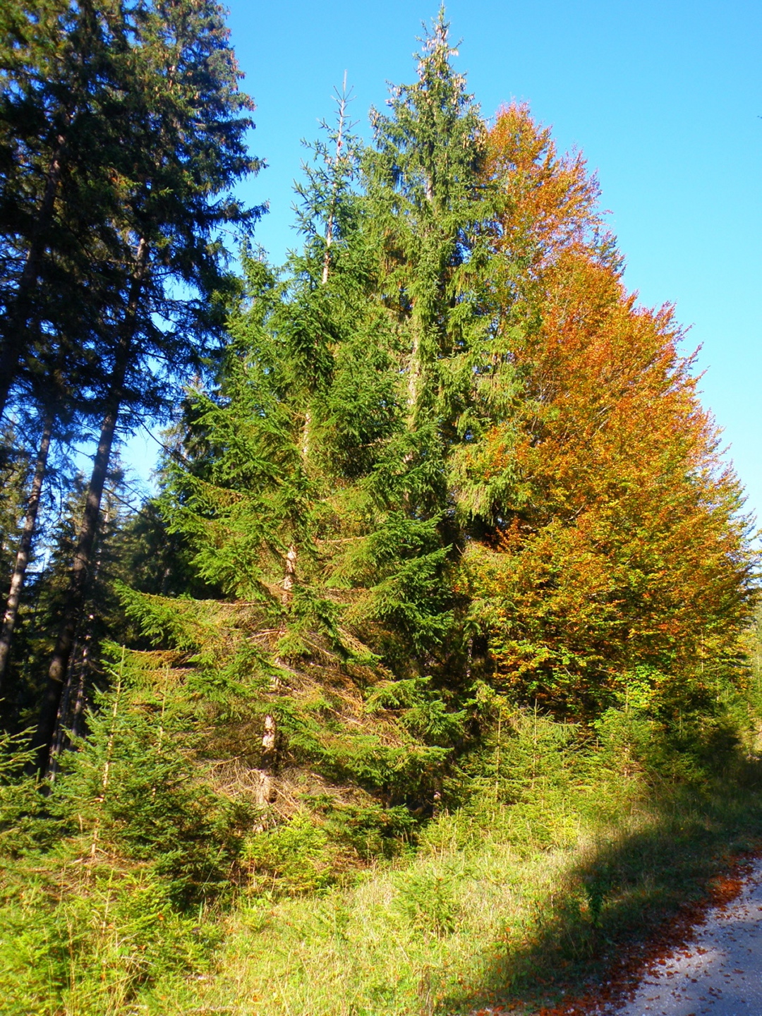 Herbstlicher Mischwald