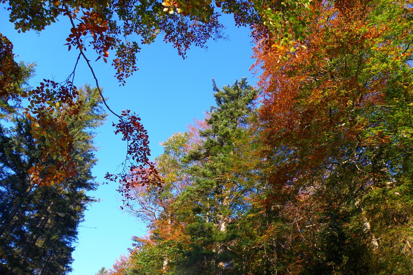 Herbstfarben vor AKW-Himmel