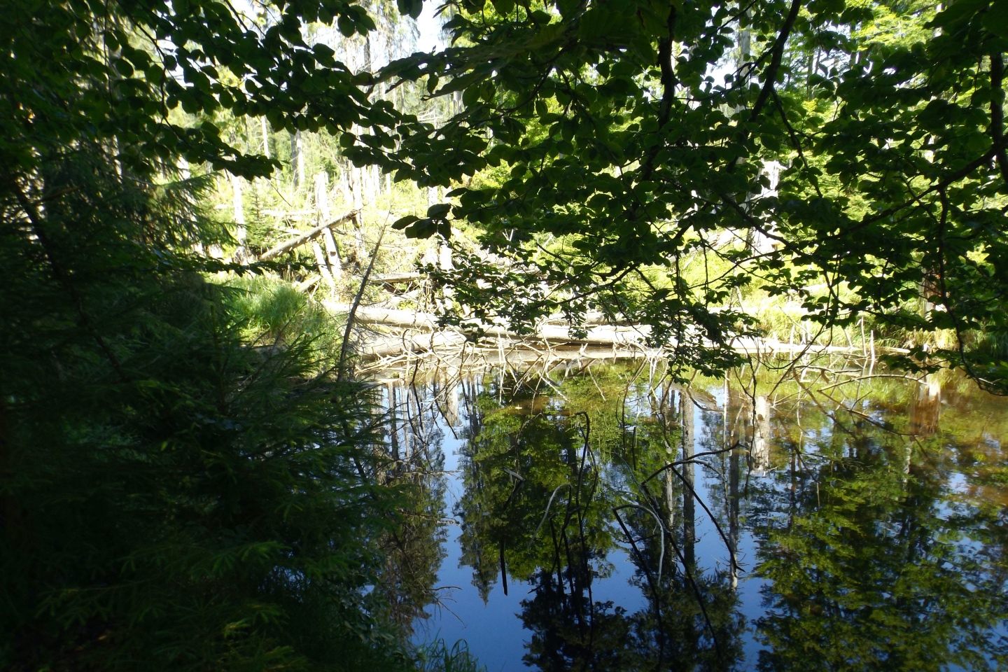 Spiegel im Wald