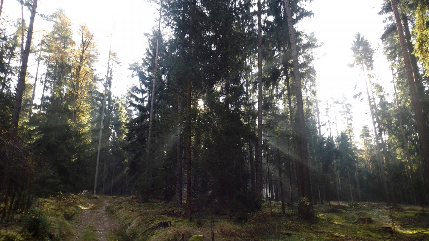 Eines von mehreren Lichtspielen im Wald